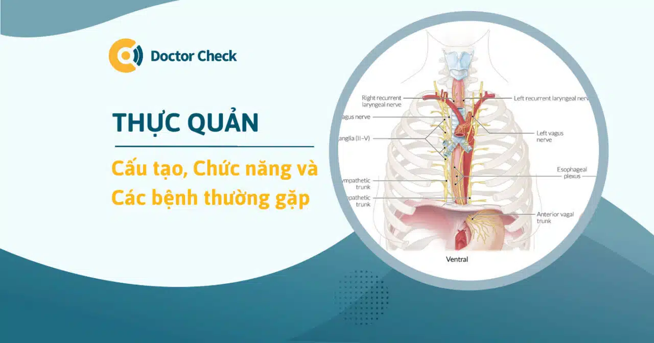 thực quản nằm ở đâu